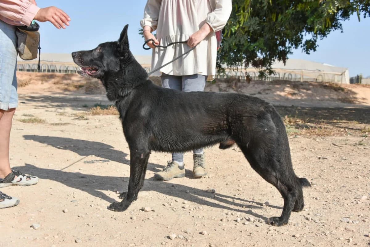 YAKO (2), male Mixed Breed for adoption at Murcia), Lips Rescue photo 3