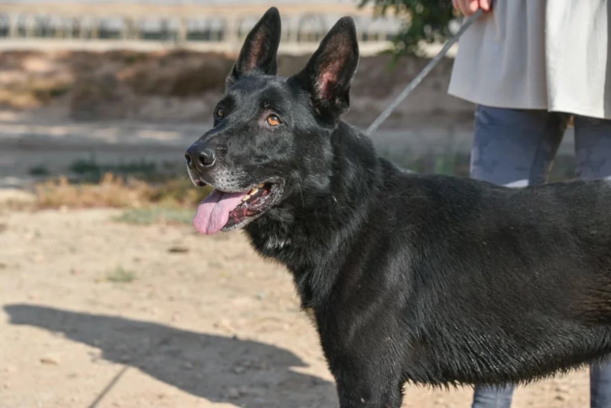 YAKO (2), male Mixed Breed for adoption at Murcia), Lips Rescue photo 4