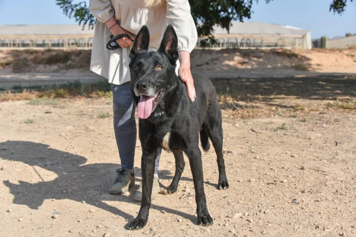 YAKO (2), male Mixed Breed for adoption at Murcia), Lips Rescue photo 5