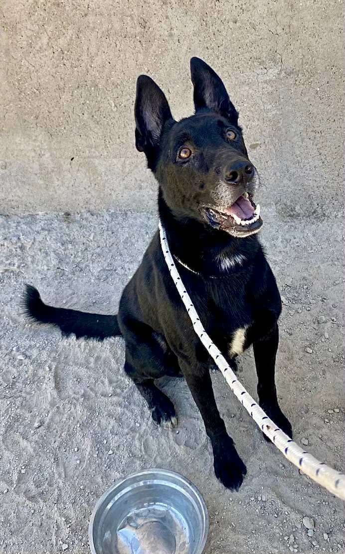 YAKO (2), male Mixed Breed for adoption at Murcia), Lips Rescue photo 6