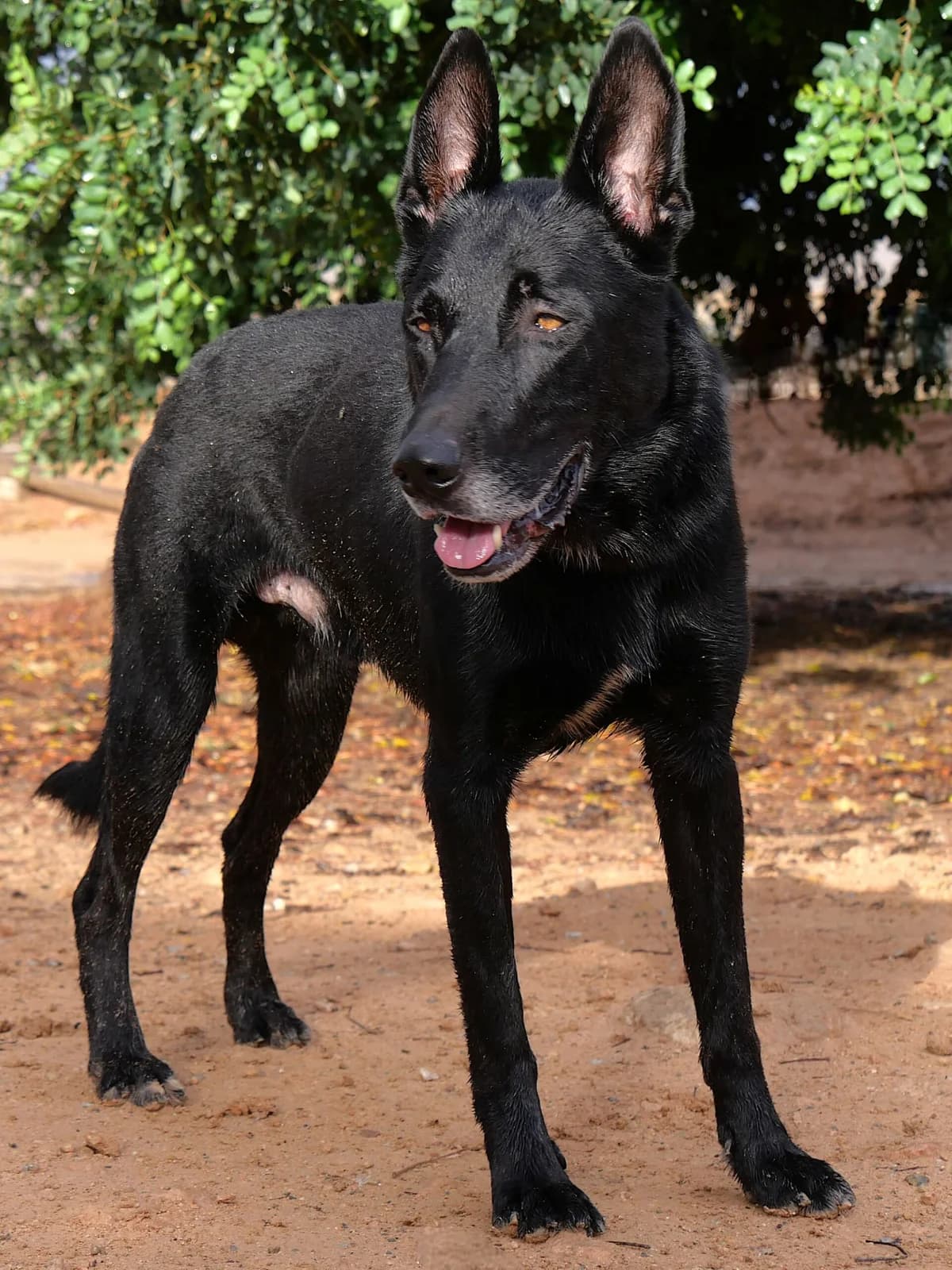 YAKO (2), male Mixed Breed for adoption at Murcia), Lips Rescue photo 7