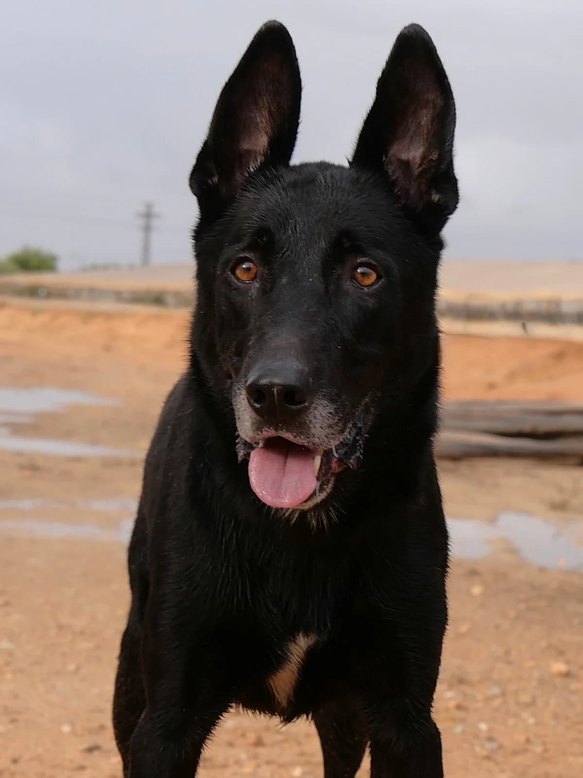 YAKO (2), male Mixed Breed for adoption at Murcia), Lips Rescue photo 8