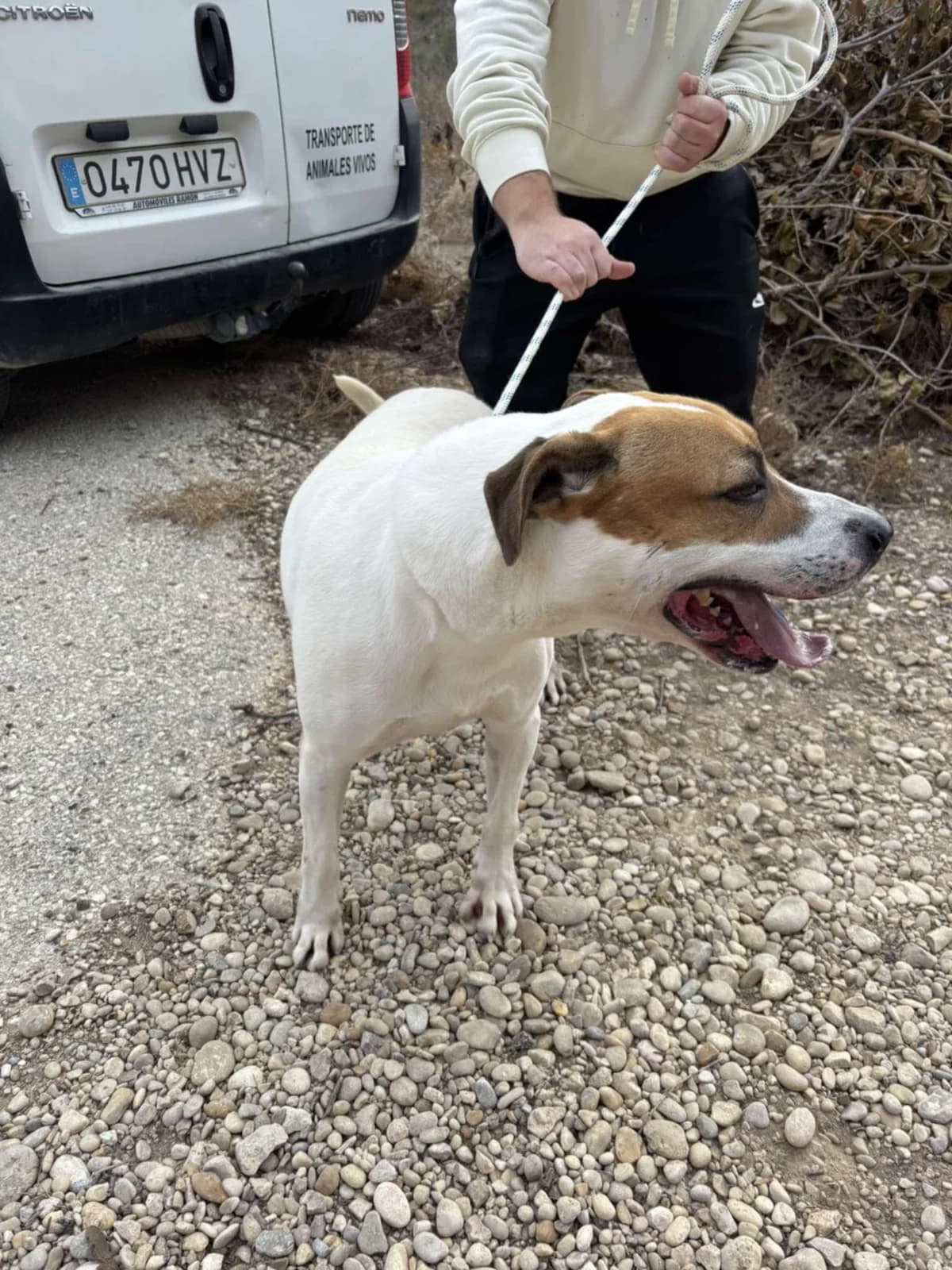 ZEUS, male Mixed Breed for adoption at Murcia), Lips Rescue