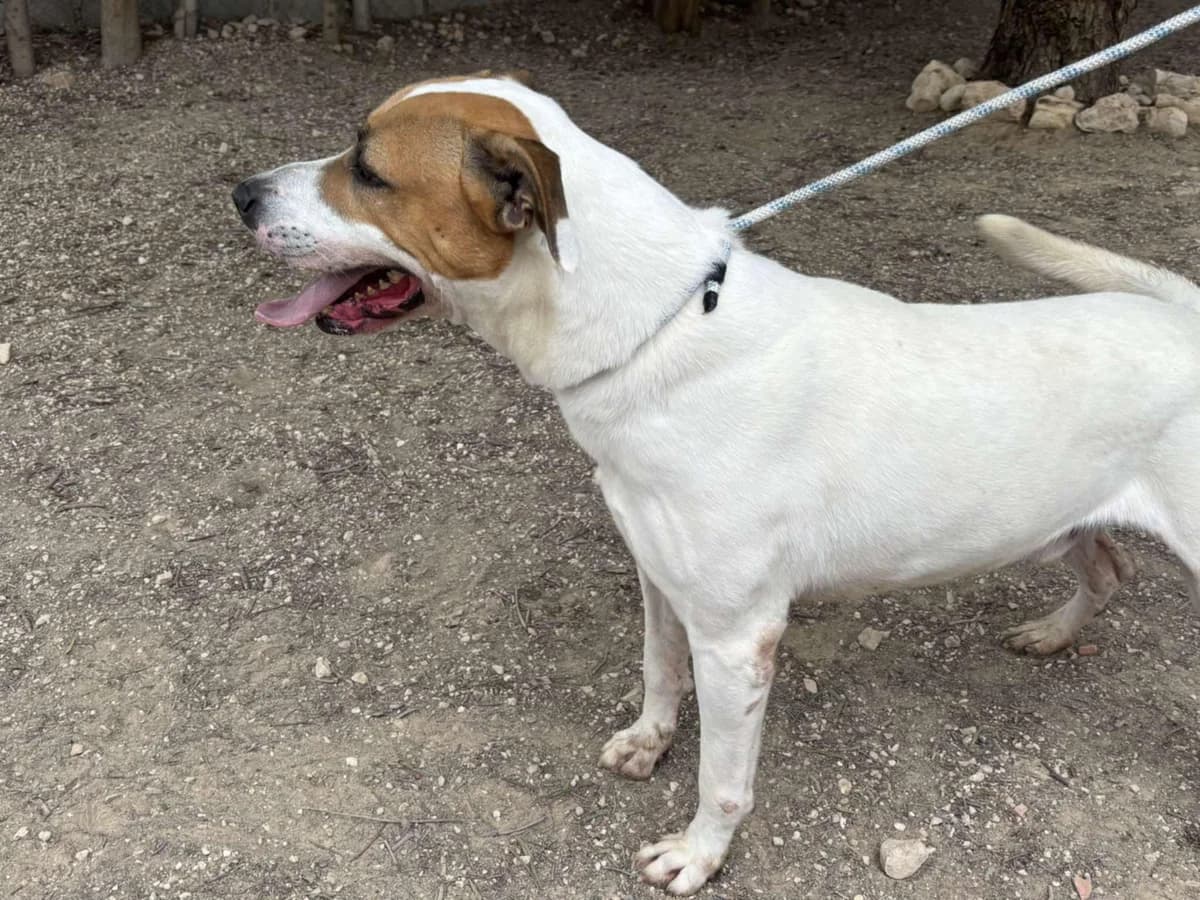 ZEUS, male Mixed Breed for adoption at Murcia), Lips Rescue photo 2