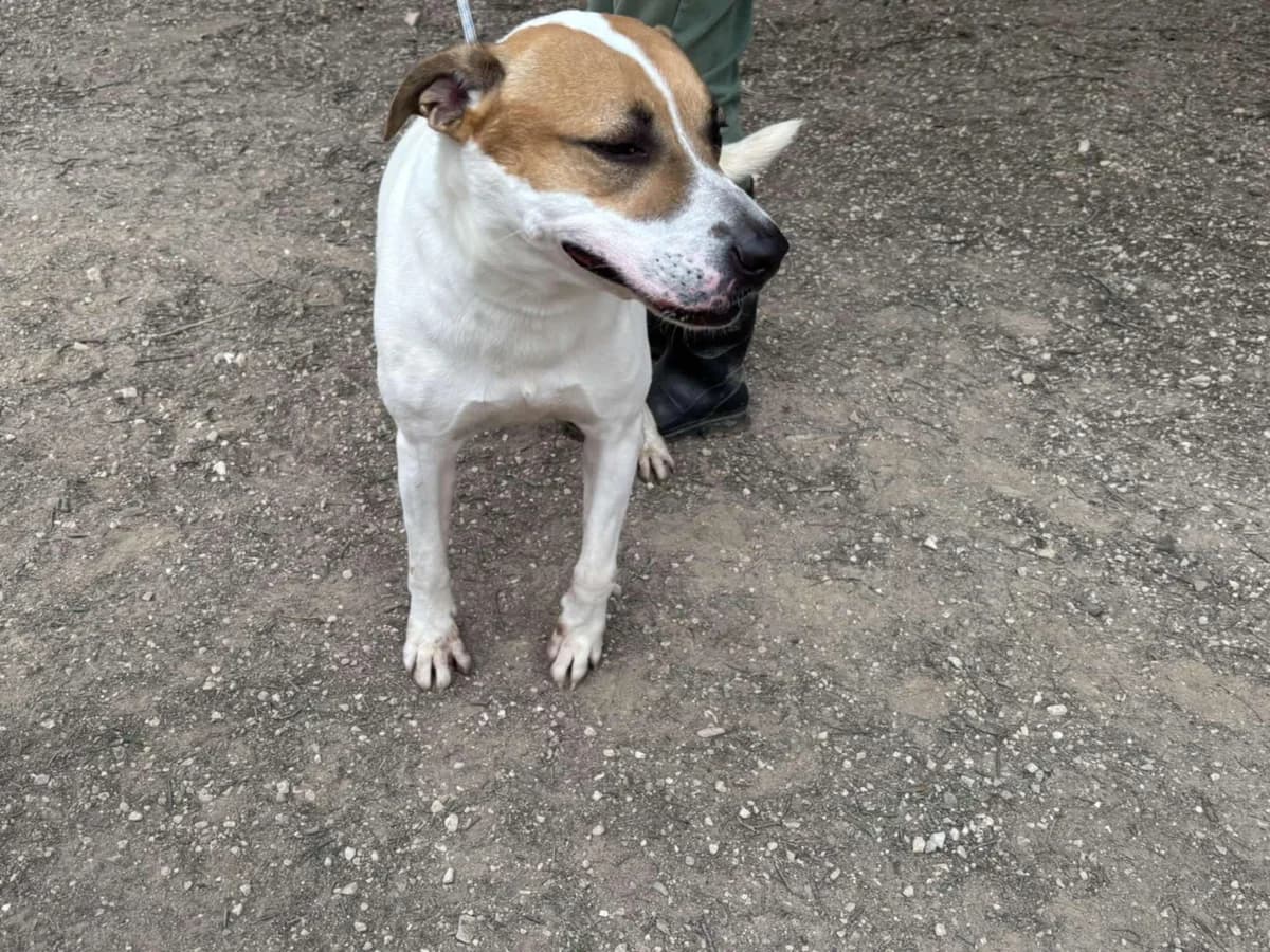 ZEUS, male Mixed Breed for adoption at Murcia), Lips Rescue photo 3