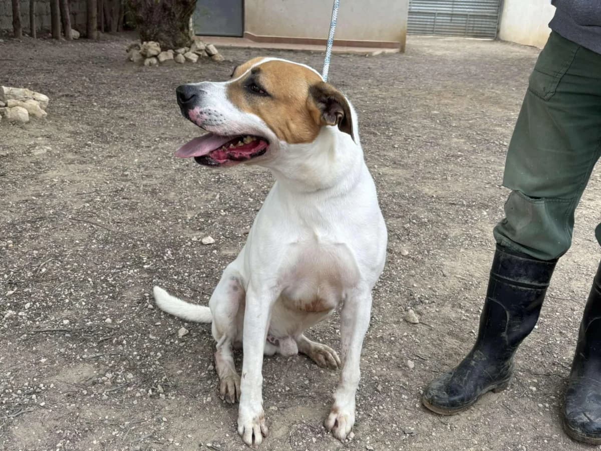 ZEUS, male Mixed Breed for adoption at Murcia), Lips Rescue photo 4