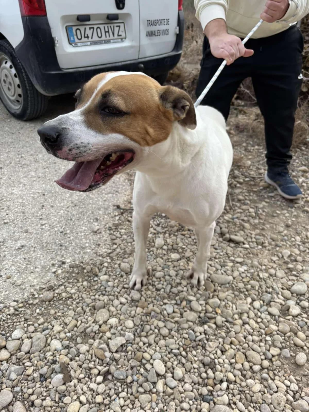 ZEUS, male Mixed Breed for adoption at Murcia), Lips Rescue photo 5