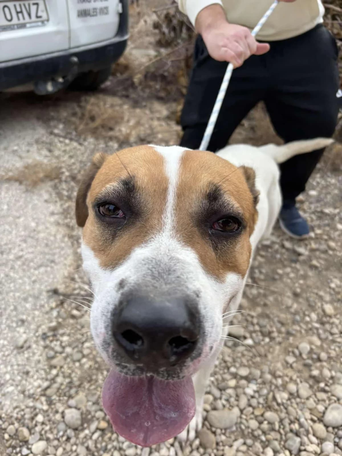 ZEUS, male Mixed Breed for adoption at Murcia), Lips Rescue photo 6