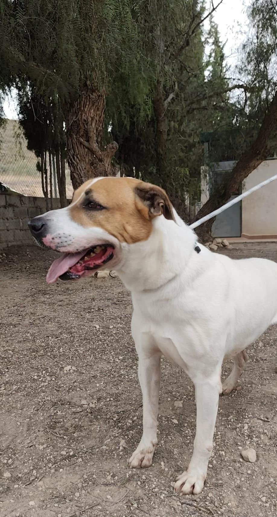 ZEUS, male Mixed Breed for adoption at Murcia), Lips Rescue photo 7