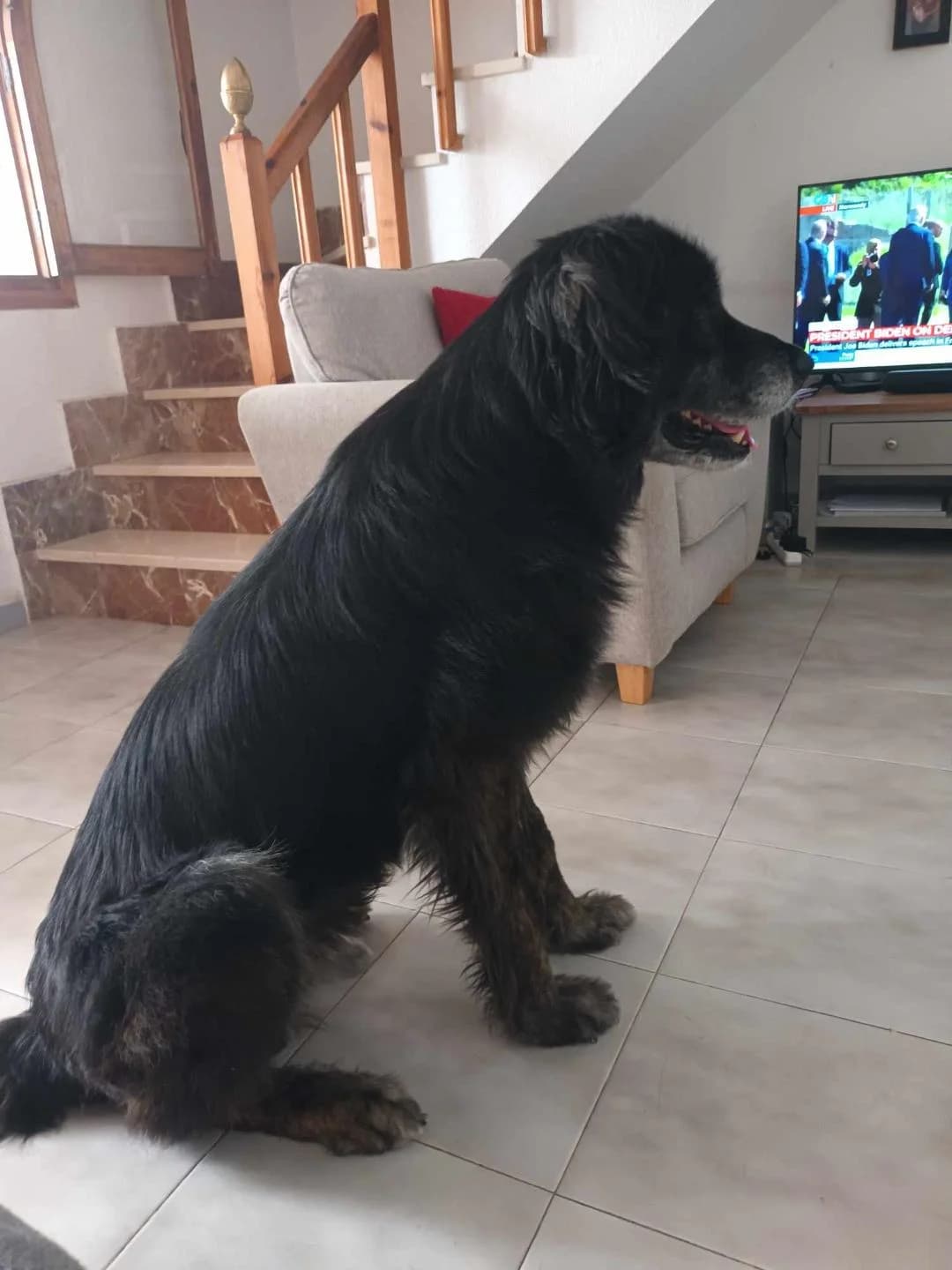 ZIGGY - IN FOSTER IN SPAIN, male puppy Mixed Breed for adoption at Murcia), Lips Rescue