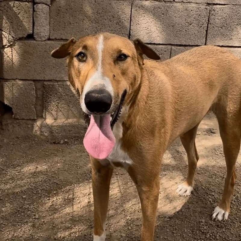 Simon, male 3yo Mixed Breed for adoption at Live PAWS Tenerife