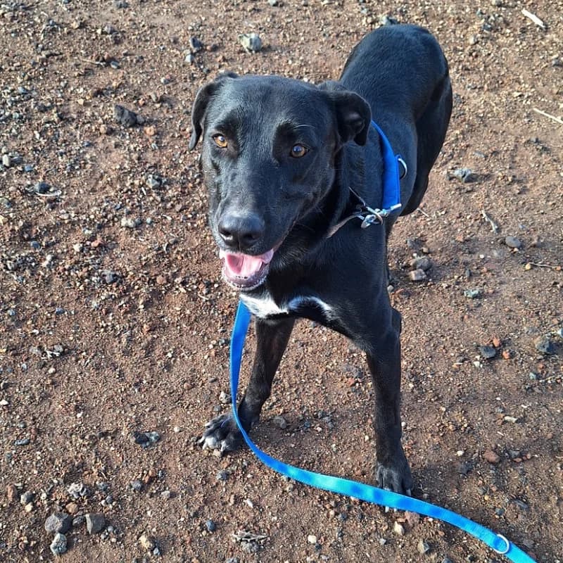 Cataleya, female Mixed Breed for adoption at Live PAWS Tenerife