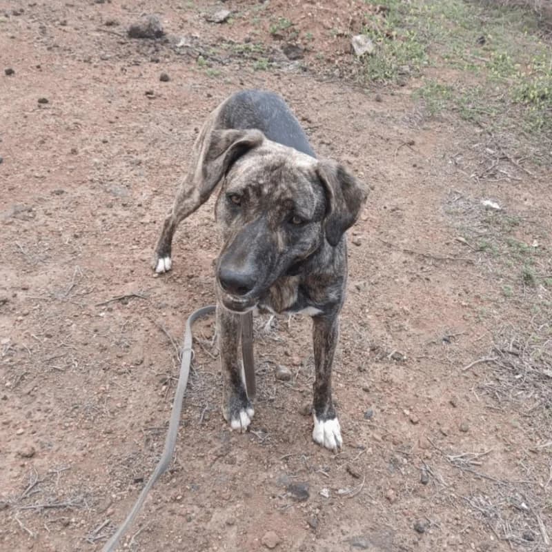 Dana, female young Mixed Breed for adoption at Live PAWS Tenerife
