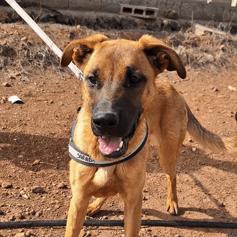 Sophy, female young Mixed Breed for adoption at Live PAWS Tenerife