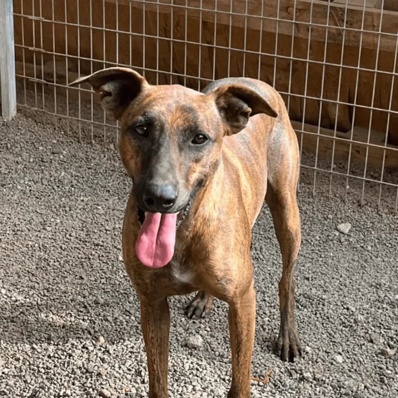 Samuel, male Mixed Breed for adoption at Live PAWS Tenerife