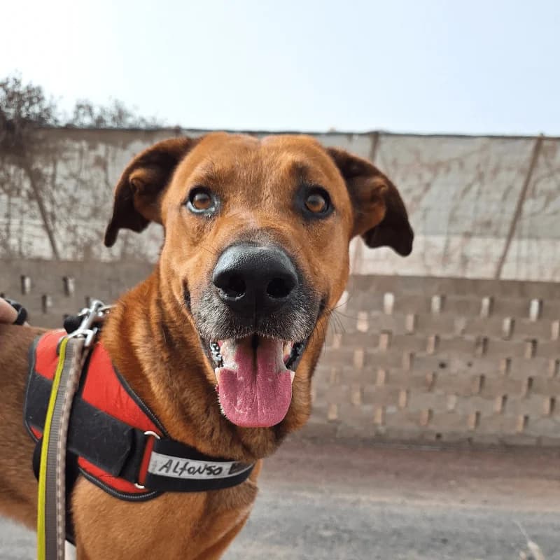 Alphonso, male 4yo Mixed Breed for adoption at Live PAWS Tenerife