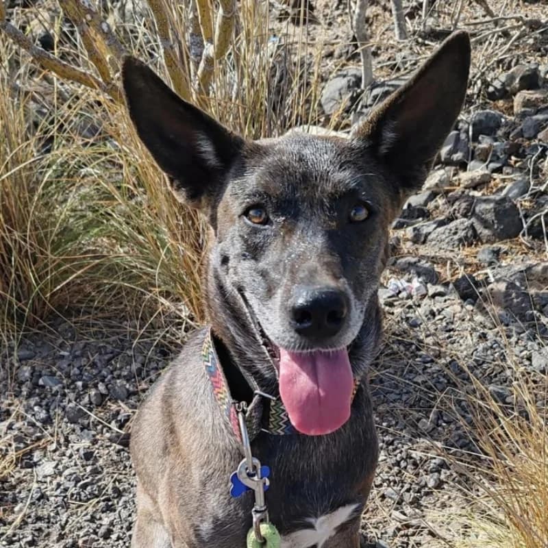 Pandora, female 3yo Mixed Breed for adoption at Live PAWS Tenerife