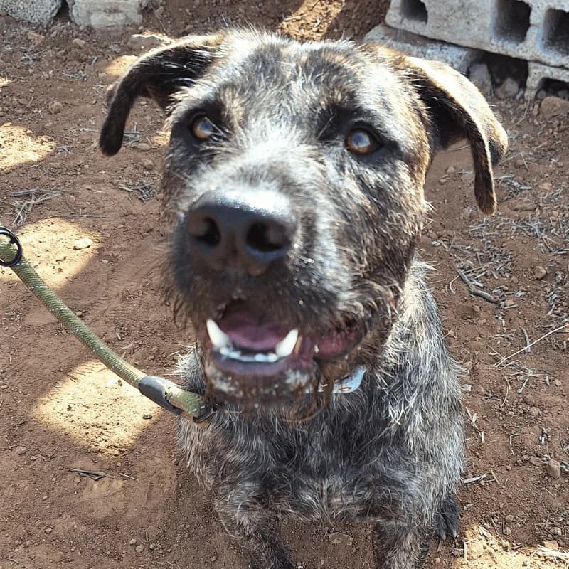 Rex, male young Mixed Breed for adoption at Live PAWS Tenerife