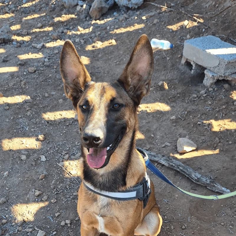 Simba, male young Mixed Breed for adoption at Live PAWS Tenerife