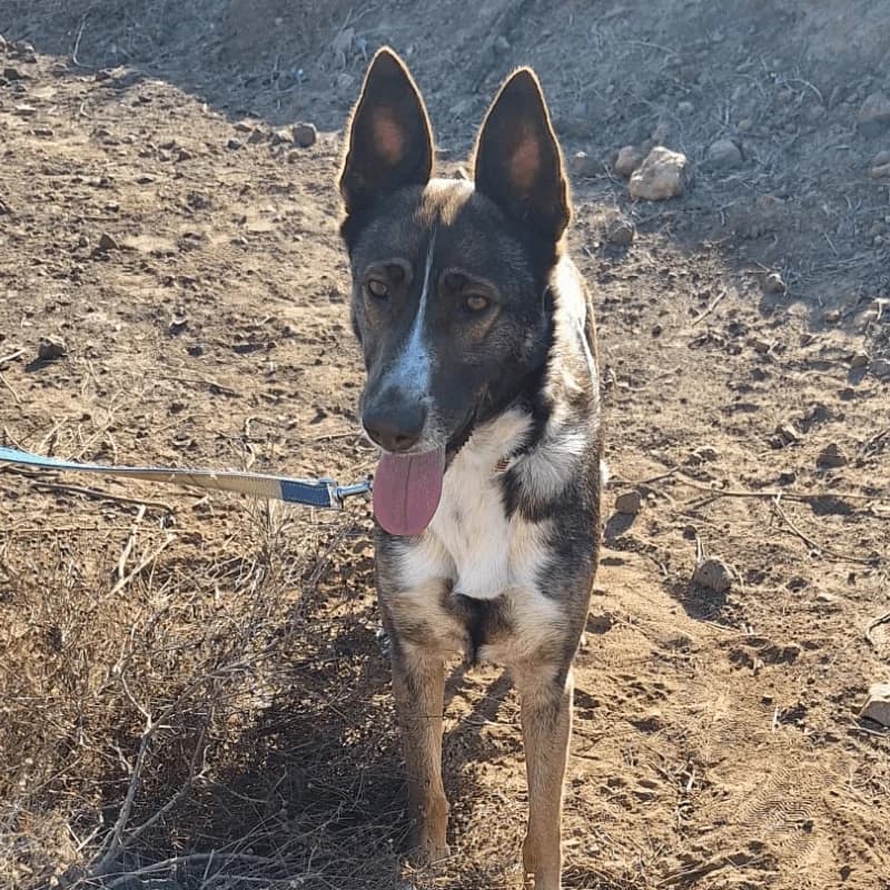 Diana, female 4yo Mixed Breed for adoption at Live PAWS Tenerife