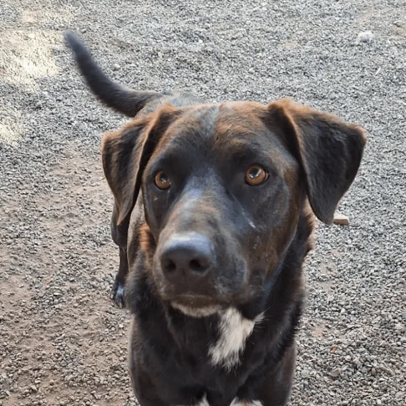 Argos, male Mixed Breed for adoption at Live PAWS Tenerife