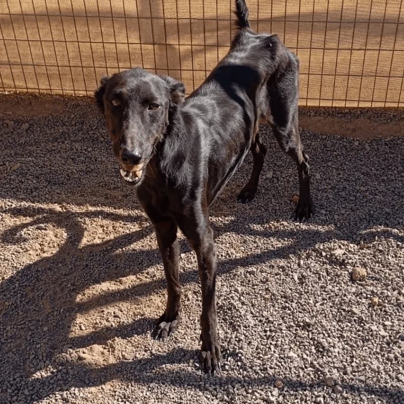 Tizón, male Mixed Breed for adoption at Live PAWS Tenerife
