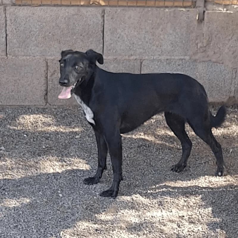 Alba, female 3yo Mixed Breed for adoption at Live PAWS Tenerife