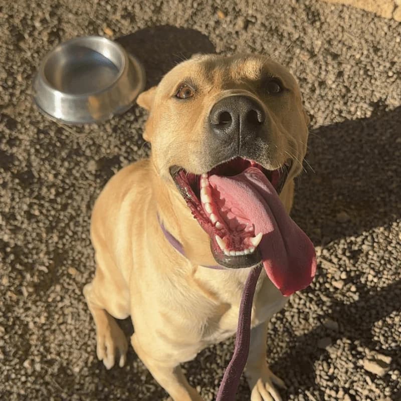 Copito, male young Mixed Breed for adoption at Live PAWS Tenerife