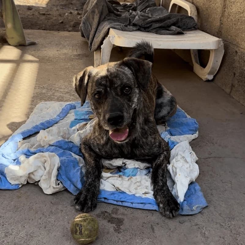 Rocco, male young Mixed Breed for adoption at Live PAWS Tenerife