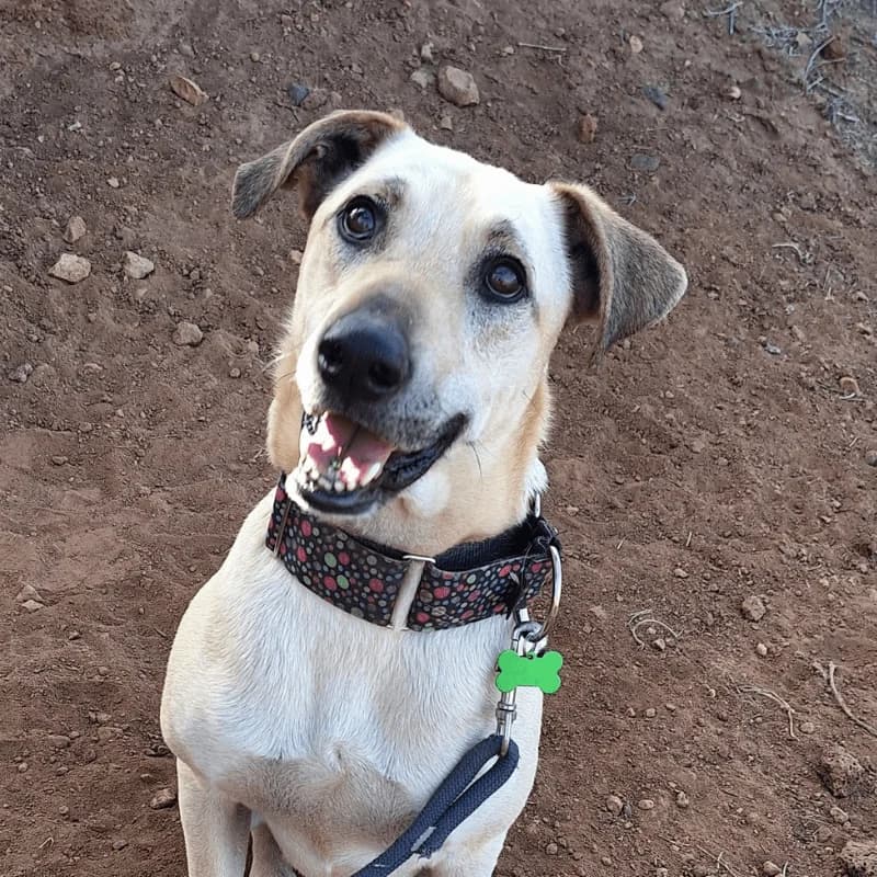 Abhau { Bau}, male 4yo Mixed Breed for adoption at Live PAWS Tenerife