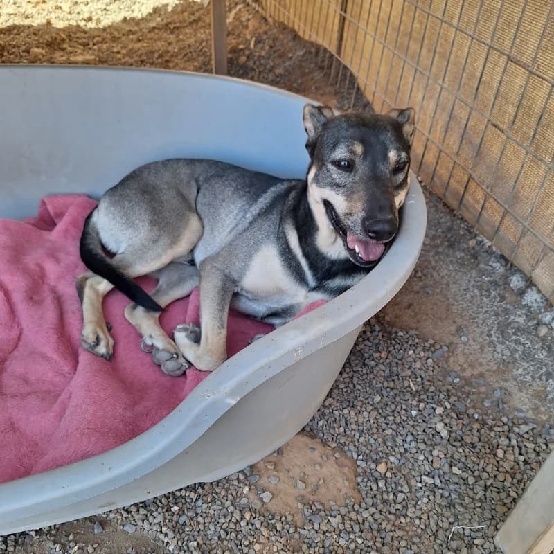 Bentor, male Mixed Breed for adoption at Live PAWS Tenerife