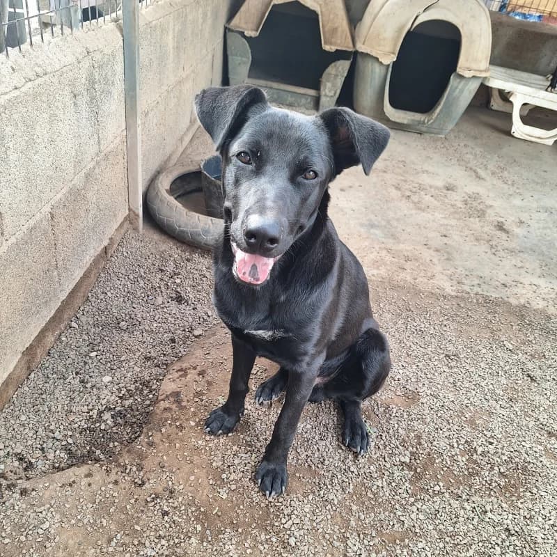 Muffin, Mixed Breed (Live PAWS Tenerife)