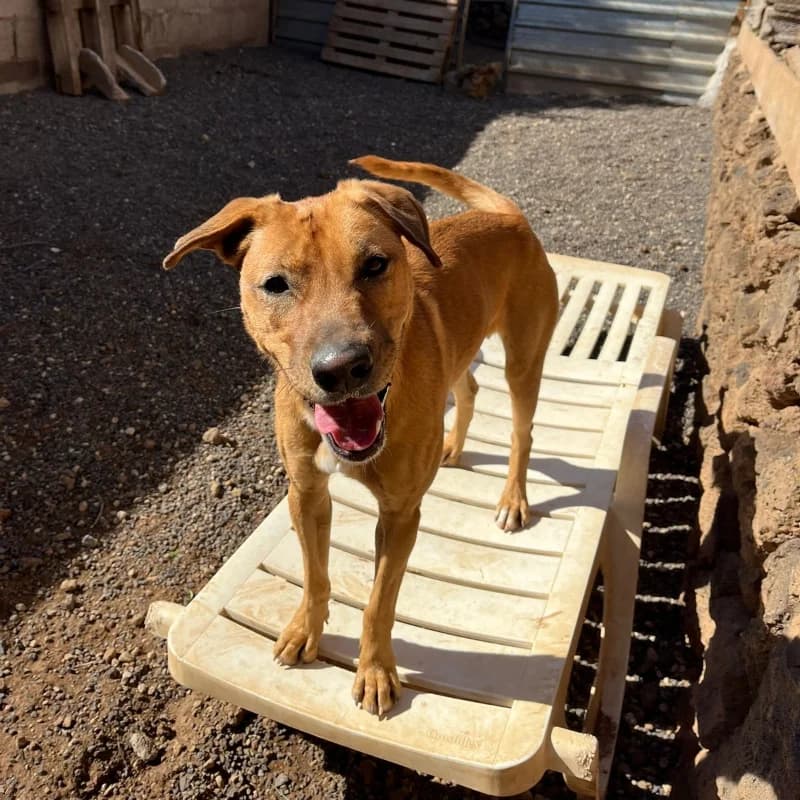 Tokio, Mixed Breed (Live PAWS Tenerife)