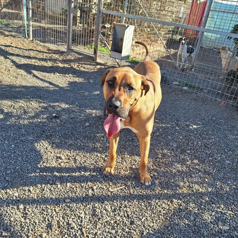 Teo, male Mixed Breed for adoption at Live PAWS Tenerife
