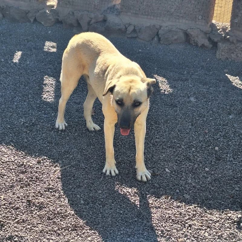 Rubio, male 3yo Mixed Breed for adoption at Live PAWS Tenerife