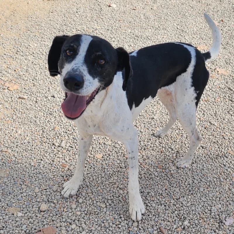Vaquita, Mixed Breed (Live PAWS Tenerife)