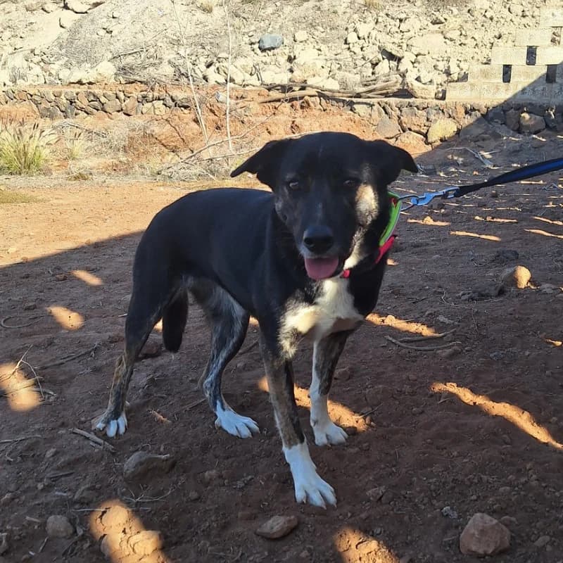 Faina, female young Mixed Breed for adoption at Live PAWS Tenerife