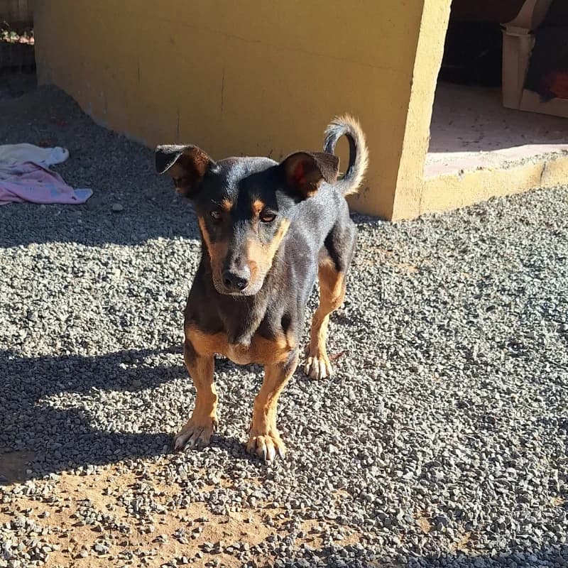 Chepeque, Mixed Breed (Live PAWS Tenerife)