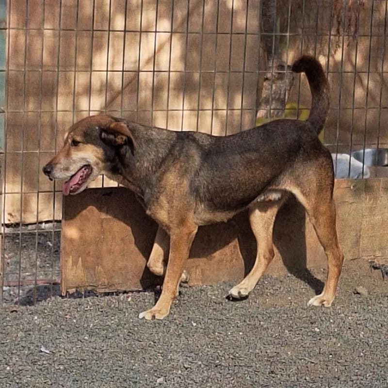 Magic, Mixed Breed (Live PAWS Tenerife)