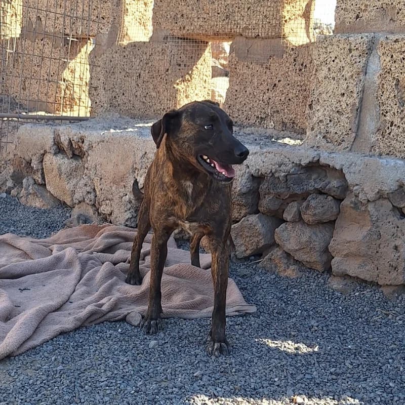 Leti (Leticia),  (Live PAWS Tenerife)