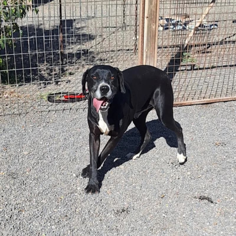 Jacomo, Mixed Breed (Live PAWS Tenerife)