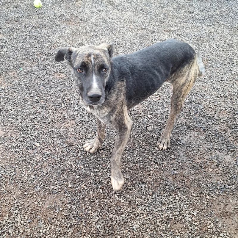 Pola, Mixed Breed (Live PAWS Tenerife)