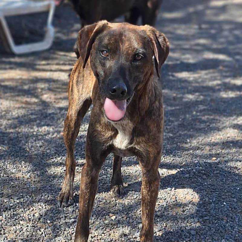 León, Mixed Breed (Live PAWS Tenerife)