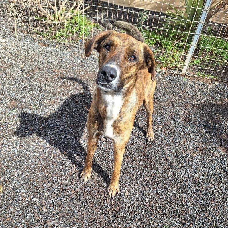 Leroy, Mixed Breed (Live PAWS Tenerife)
