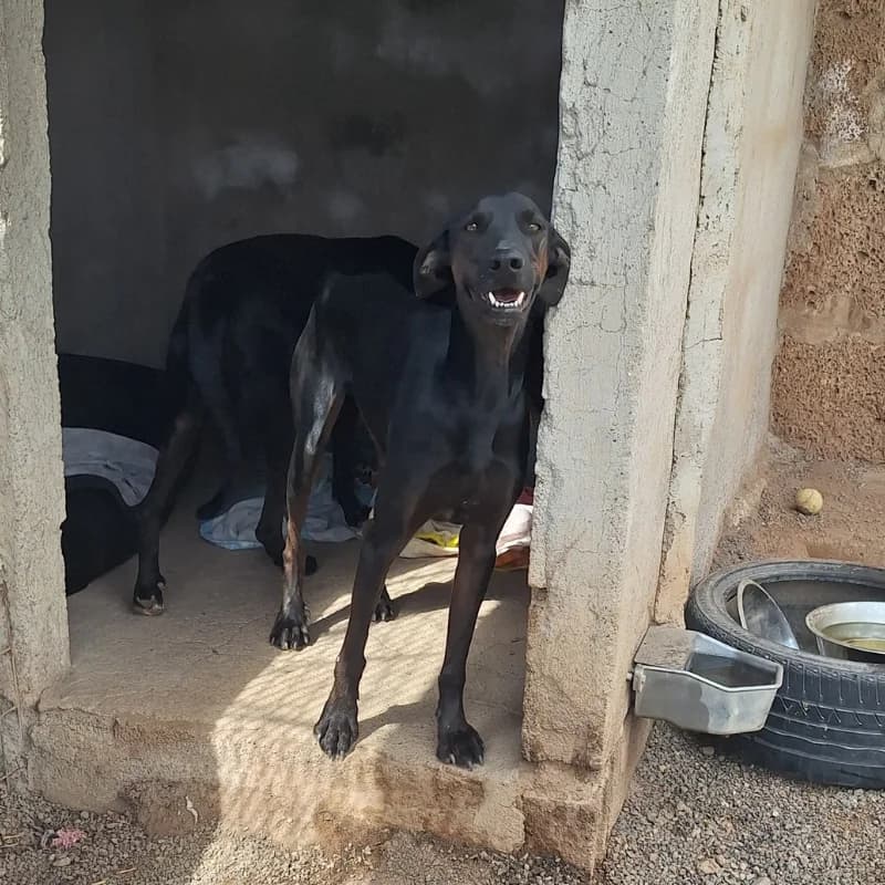 Terry, Mixed Breed (Live PAWS Tenerife)
