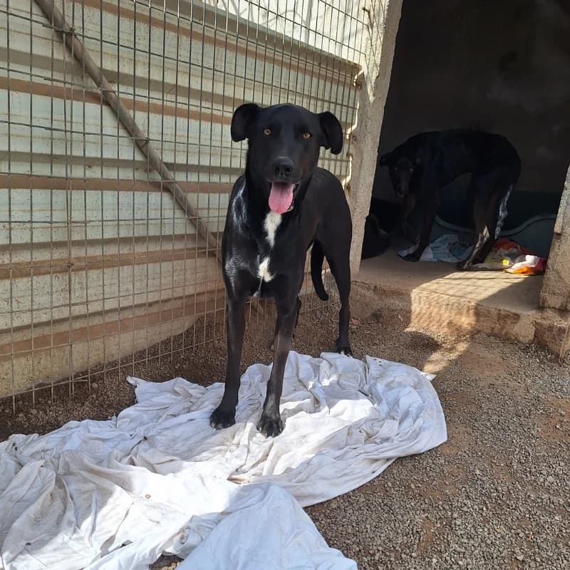 Tessa, Mixed Breed (Live PAWS Tenerife)