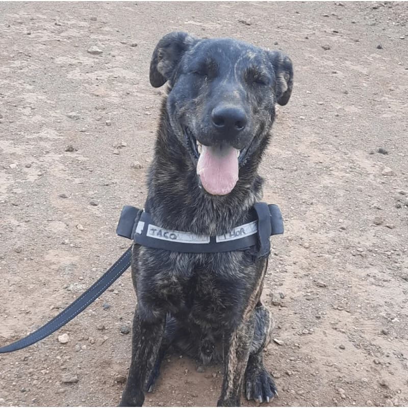 Sam, male 4yo Mixed Breed for adoption at Live PAWS Tenerife
