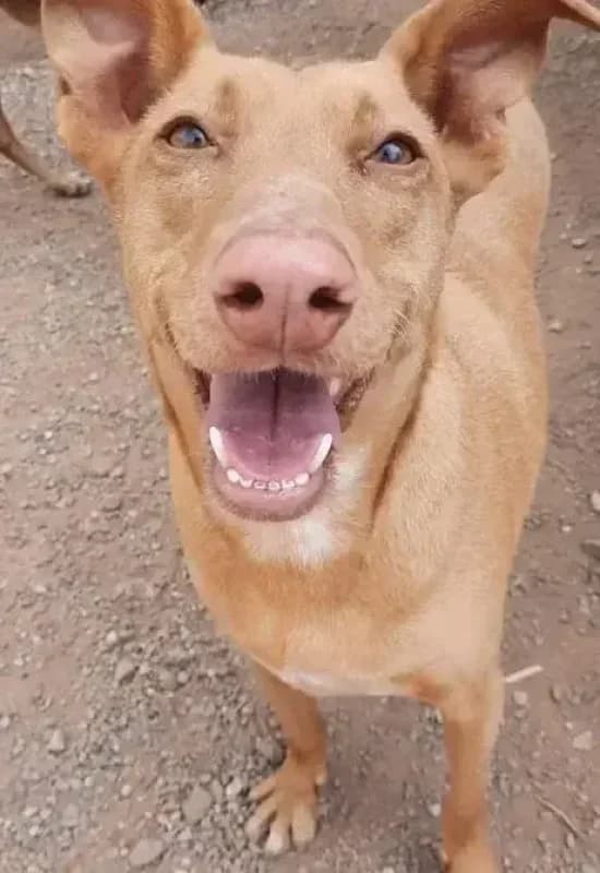 All you need to know,  Mixed Breed for adoption at Live PAWS Tenerife