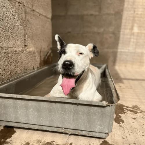 Patch, male 4yo Mixed Breed for adoption at Live PAWS Tenerife