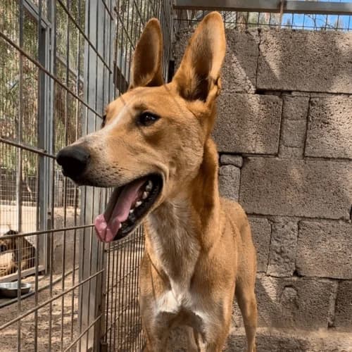 Paul, male 3yo Mixed Breed for adoption at Live PAWS Tenerife
